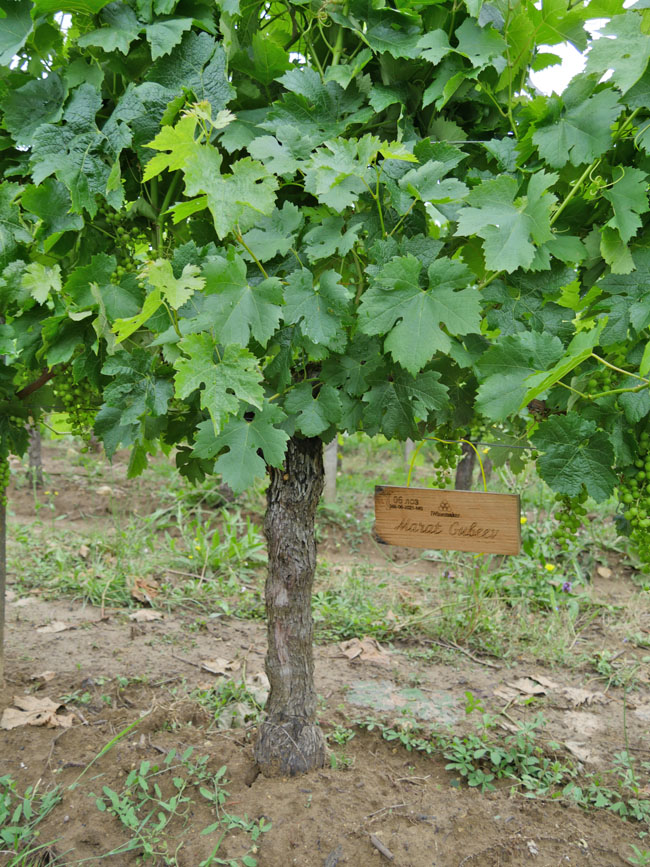 Виноградник на урожай